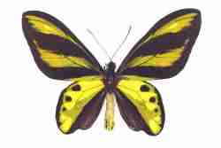 ornithoptera-chimaera-female